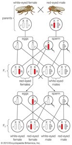 Reciprocal cross diagram showing X-linked inheritance