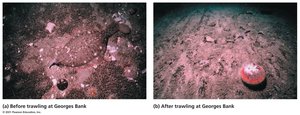 Before and after trawling images