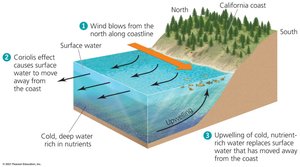 Diagram of coastal upwelling