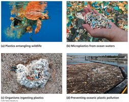 Images of plastic pollution impacts