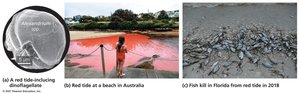 Images of red tide and its effects