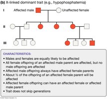 Pedigree showing X-linked dominant inheritance