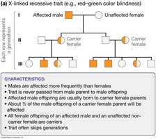 Pedigree showing X-linked recessive inheritance