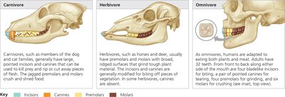 Dentition and diet in carnivores, herbivores, and omnivores