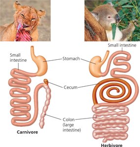 Comparison of digestive tracts in carnivores and herbivores