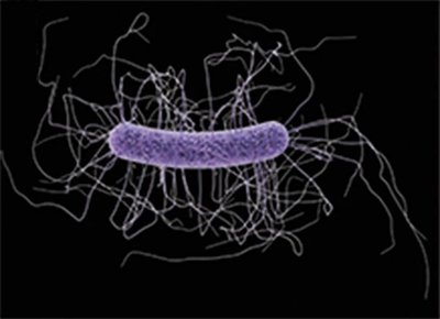Clostridium difficile bacterium