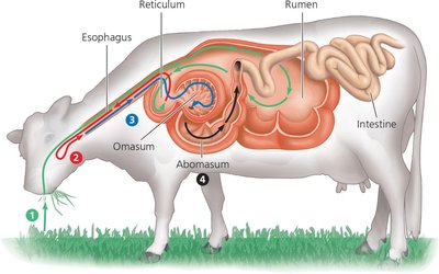 Ruminant digestion in a cow