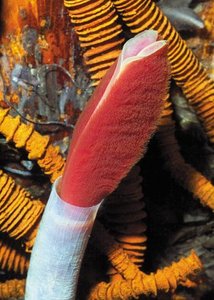 Giant tubeworm, an animal without a digestive system