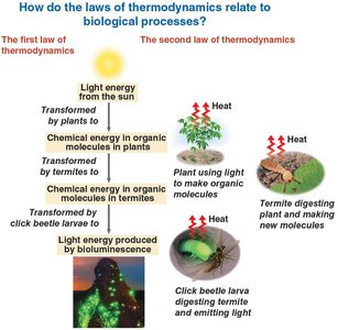 Thermodynamics in biological processes