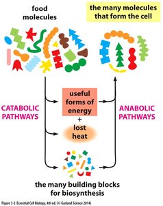 Diagram of catabolic and anabolic pathways