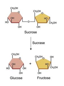 Glycogen synthesis as an anabolic pathway
