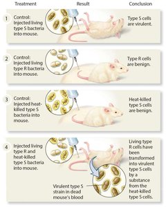 Griffith's experiment with S and R strains of Streptococcus pneumoniae in mice