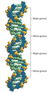 Major and minor grooves in DNA double helix