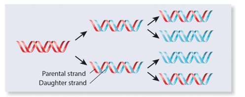 Models of DNA replication: semiconservative, conservative, dispersive