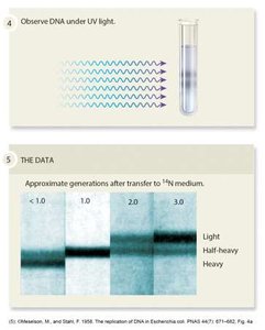 Meselson-Stahl experiment showing semiconservative replication