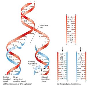 Mechanism of DNA replication at the replication fork