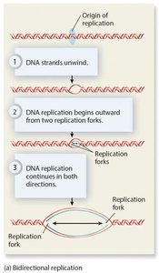 Bidirectional replication and multiple origins in eukaryotes