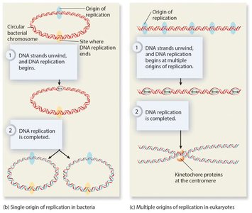 Single and multiple origins of replication in bacteria and eukaryotes