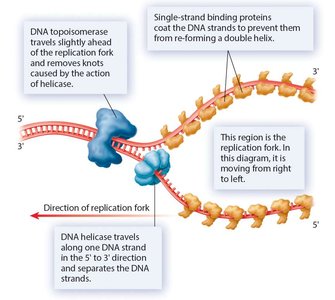 Proteins involved in DNA replication fork