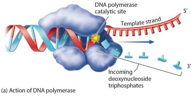 Action of DNA polymerase at the replication fork