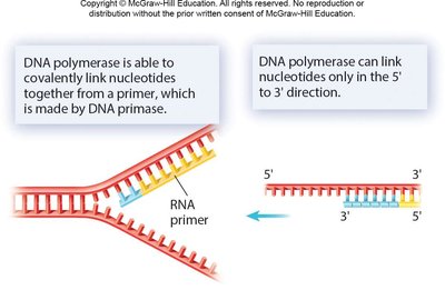 Need for a primer and directionality of DNA polymerase