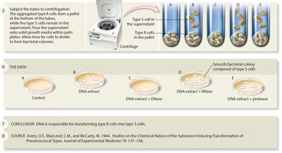 Avery, MacLeod, and McCarty's experiment identifying DNA as the transforming principle