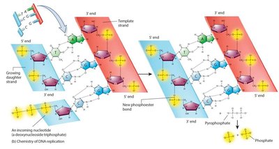 Chemistry of DNA replication: dNTPs and phosphodiester bond formation
