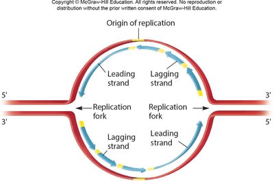 Bidirectional replication fork with leading and lagging strands