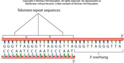 Telomere repeat sequences and 3' overhang