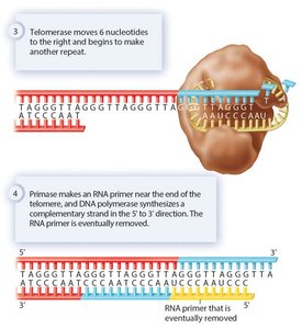 Steps of telomerase action and primer synthesis