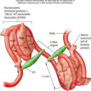 Nucleosome structure: DNA wrapped around histones