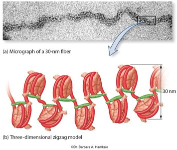 30-nm fiber and zigzag model of chromatin