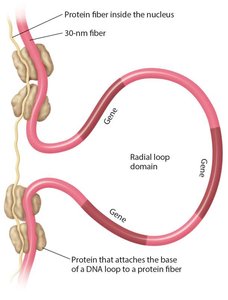 Radial loop domain structure in chromatin