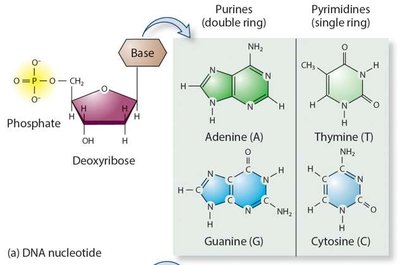 Structure of DNA nucleotides: phosphate, deoxyribose, and nitrogenous bases