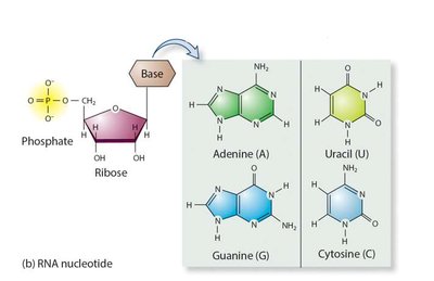 Structure of RNA nucleotides: phosphate, ribose, and nitrogenous bases