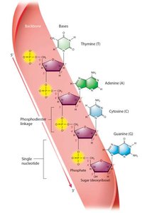 Primary structure of DNA strand showing phosphodiester bonds and directionality
