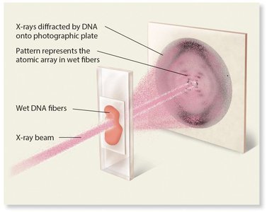 X-ray diffraction pattern of DNA