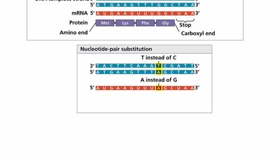 Nucleotide-pair substitution and frameshift mutations