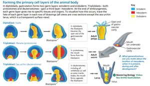 Formation of primary cell layers: diploblasts and triploblasts