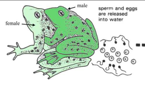 Frog external fertilization
