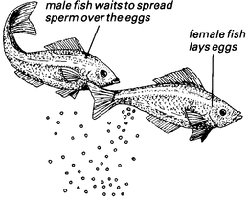 Fish external fertilization