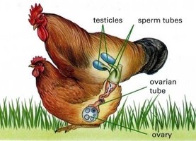 Bird reproductive anatomy