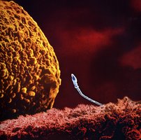 Sperm contacting ovum