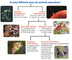 Ways animals reproduce: asexual, sexual, hermaphroditism, external and internal fertilization