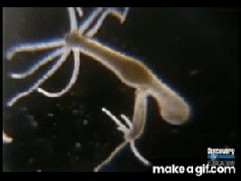 Hydra budding