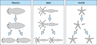 Fragmentation in planarian, hydra, and starfish