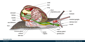 Hermaphroditic snail anatomy