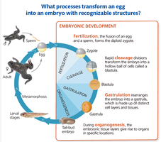 Embryonic development stages: fertilization, cleavage, gastrulation, organogenesis