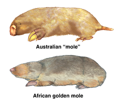 Australische mol en Afrikaanse gouden mol als voorbeeld van convergente evolutie