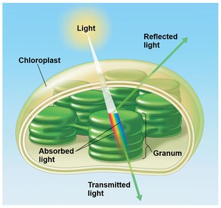 Light absorption and transmission in chloroplasts